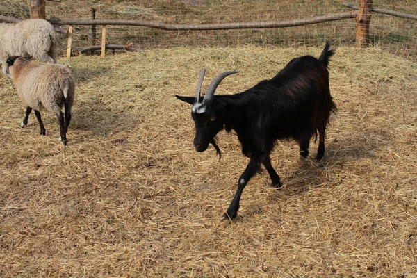 View of sheeps and goat feeding on pasture