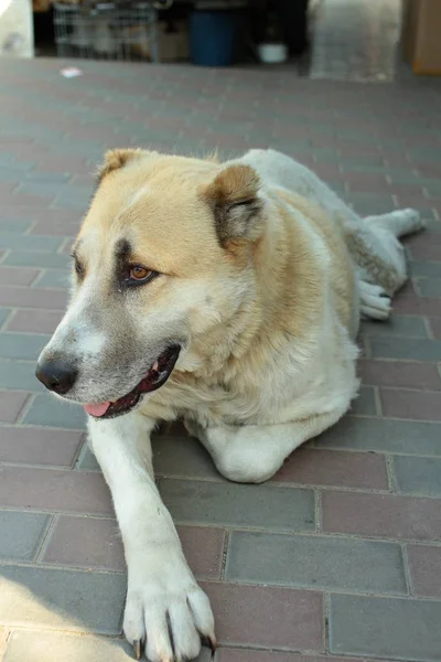 Gros Plan Chien Couché Sur Pierre Pavage — Photo