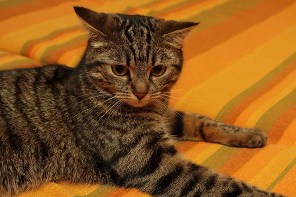Retrato Gato Mesa Deitado Sofá — Fotografia de Stock