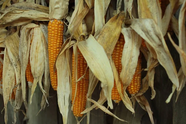 Close up of dry corn with leaves