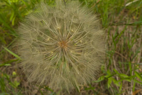 Primer Plano Las Semillas Diente León Blanco —  Fotos de Stock