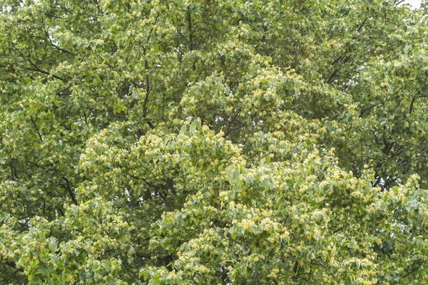 Hintergrund Des Grünen Baumes Natürlicher Grüner Hintergrund — Stockfoto