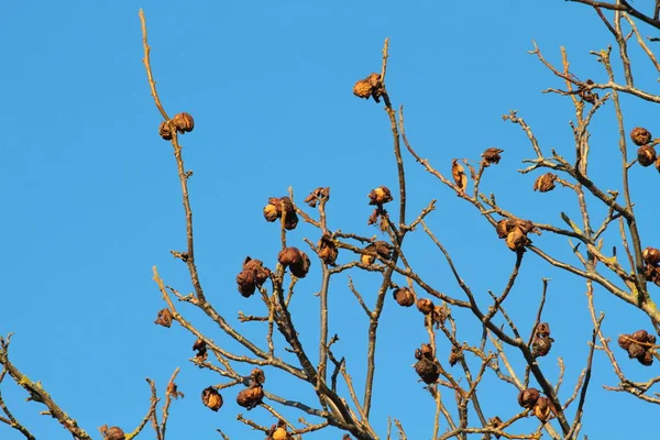 Albero Cielo Blu Sfondo — Foto Stock