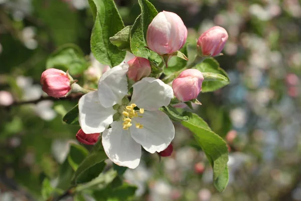 Bliska Jabłko Biały Kwiat — Zdjęcie stockowe