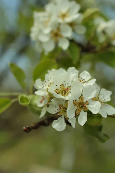 Nahaufnahme Der Weißen Apfelblüte — Stockfoto