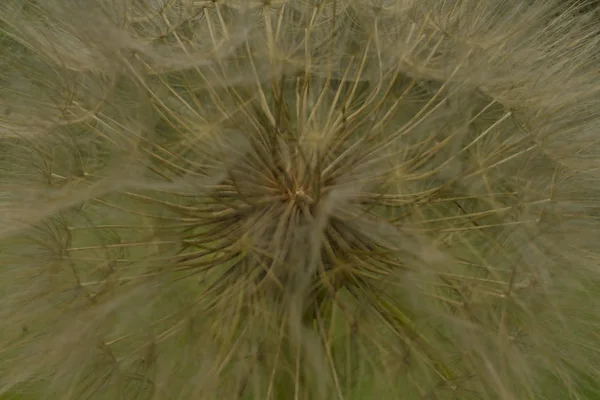 Close White Dandelion Seeds — Stock Photo, Image