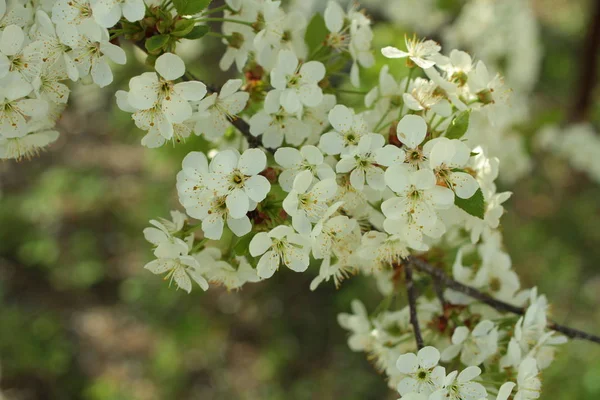 Primer Plano Flor Manzana Blanca — Foto de Stock