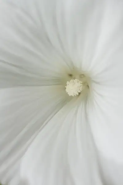 Κοντινό Πλάνο Λουλούδι Λευκό Δακτυλίς — Φωτογραφία Αρχείου