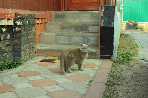 Británico Gato Pie Lado Casa Pasos — Foto de Stock