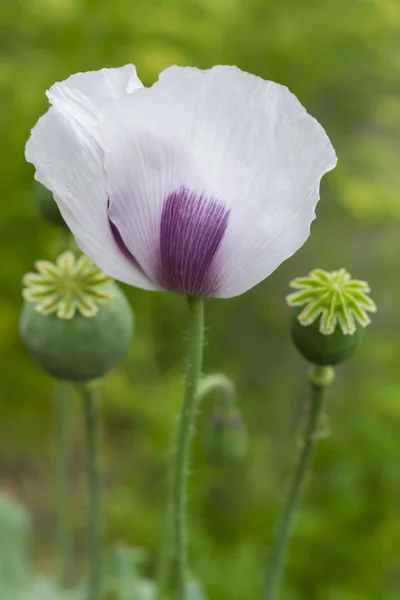 Close Van Witte Poppy Met Stengels — Stockfoto