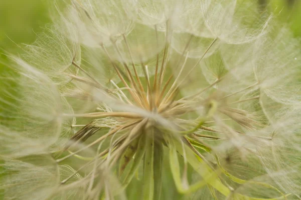 Close White Dandelion Seeds — Stock Photo, Image