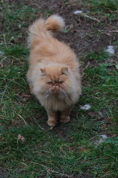 Портрет Перської Кішки Стоїть Траві — стокове фото