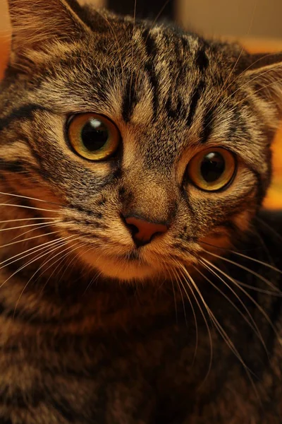 Close Retrato Gato Tabby — Fotografia de Stock