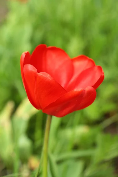 Close Van Rode Tulp Tuin — Stockfoto