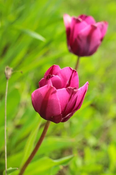 Close Tulips Leaves Garden — Stock Photo, Image