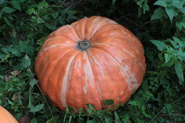 Close Ripe Pumpkin Garden — Stock Photo, Image