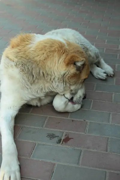 Primer Plano Del Perro Acostado Sobre Adoquines — Foto de Stock