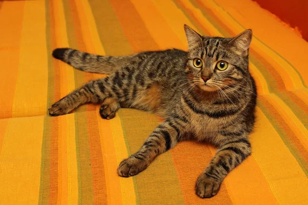 Ritratto Gatto Tabby Sdraiato Sul Divano — Foto Stock