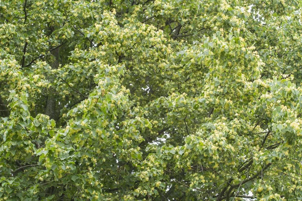 Achtergrond Van Groene Boom Natuurlijke Groene Achtergrond — Stockfoto