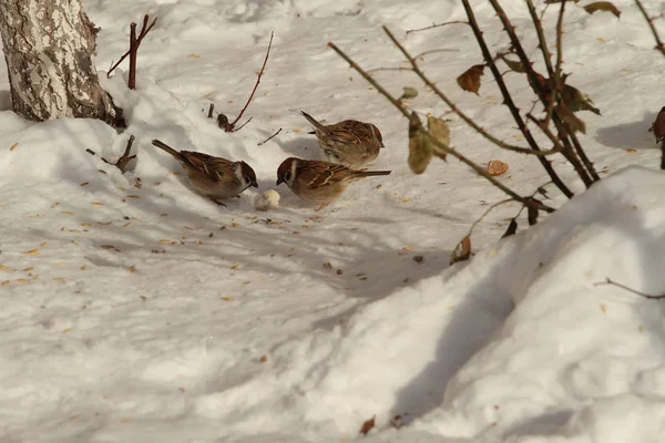 Vogels Voeden Tijdens Het Winterseizoen — Stockfoto