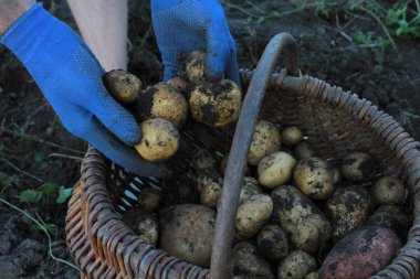 Patates hasat kişinin yakın çekim