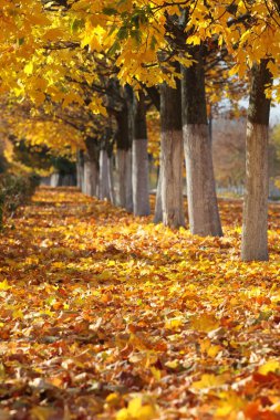 Akçaağaç yaprakları ile boş sonbahar sokak 