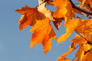 Güneş ışığı ile akçaağaç yaprakları sonbaharda yakın çekim