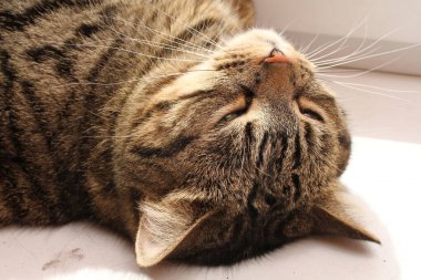 Tekir kedi kenarında yalan yakın çekim