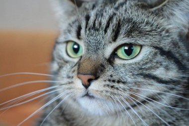 Tekir kedi kanepede yatan portresi kapatın