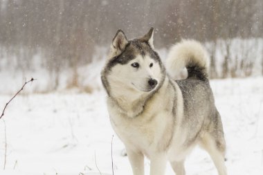 Husky köpek ayakta karda portresi
