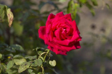 Güzel kırmızı gül yaprakları ile yakın çekim