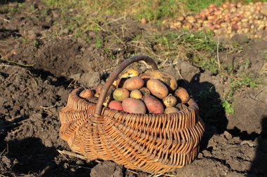 Sepet içinde patates hasat yakın çekim