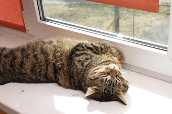 窓辺に横たわっているトラ猫のクローズ アップ — ストック写真