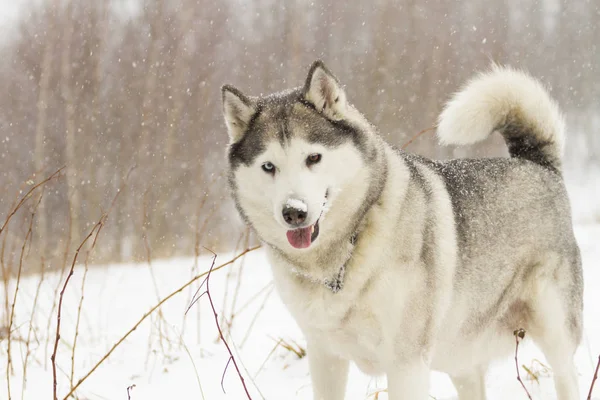 Portrait of husky dog standing in snow