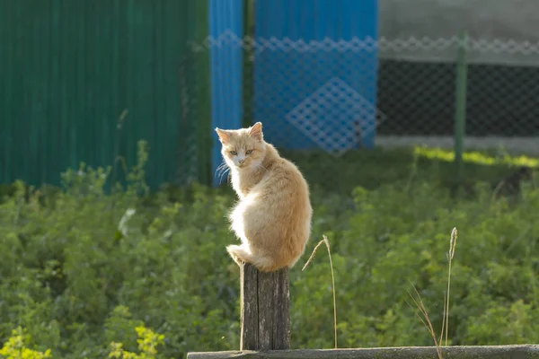 Gatto Zenzero Seduto Tronco Legno — Foto Stock