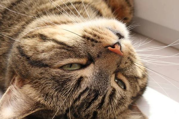 Close Tabby Cat Lying Windowsill — Stock Photo, Image