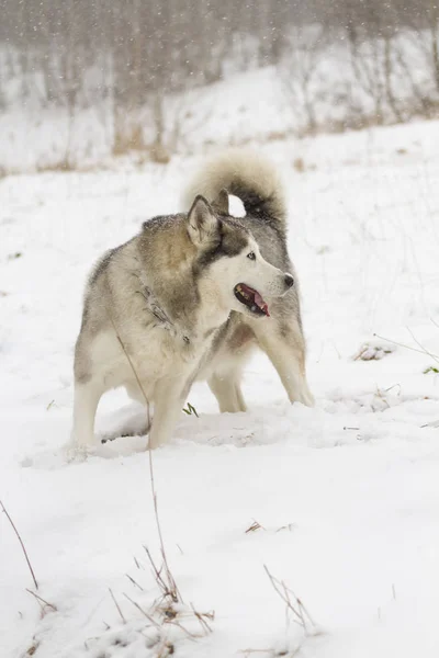 Portrait Husky Dog Standing Snow — Stock Photo, Image