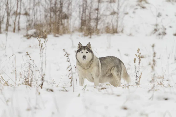Портрет Хаски Собаки Стоящей Снегу — стоковое фото