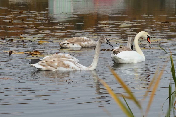 Vue Des Cygnes Nageant Livre — Photo