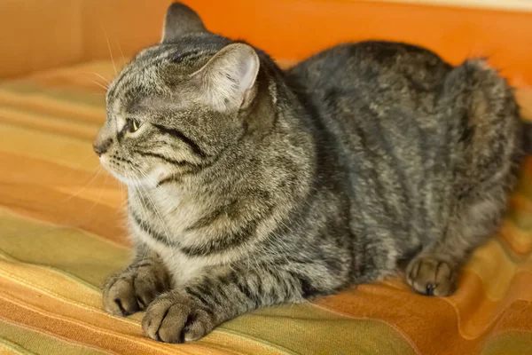 Портрет Таббі Кішки Лежить Дивані — стокове фото