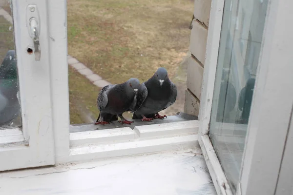 Close Pigeons Sitting Windowsill — Stock Photo, Image