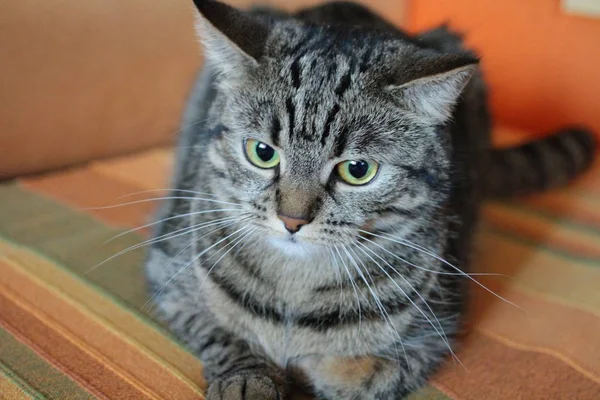 Retrato Gato Mesa Deitado Sofá — Fotografia de Stock