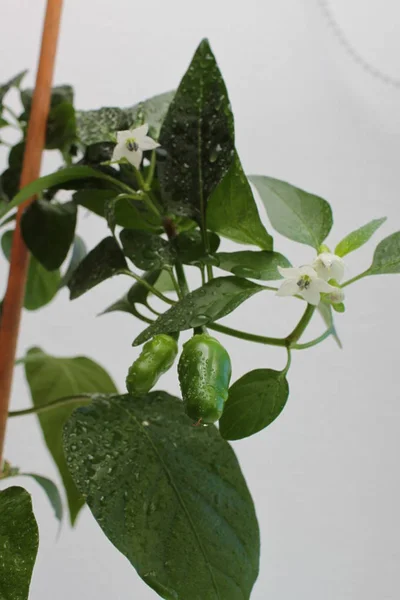 Beyaz Zemin Üzerine Biber Bitkisinin Yakın Çekim — Stok fotoğraf