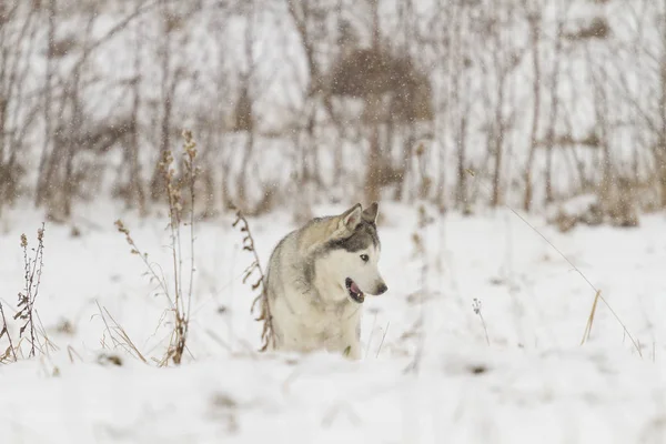 Husky Köpek Ayakta Karda Portresi — Stok fotoğraf