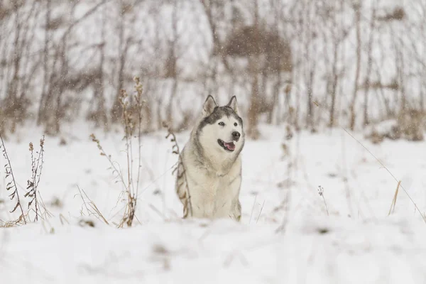 Portrait of husky dog standing in snow