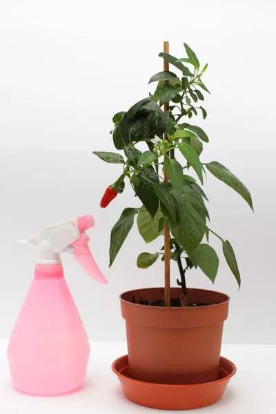 Sproeier Peper Plant Pot Witte Achtergrond — Stockfoto