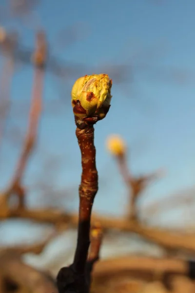 Close Van Bud Met Bladeren Boomtak — Stockfoto