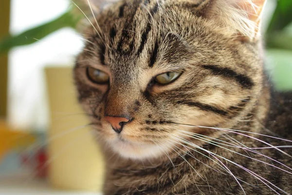 Close Retrato Gato Tabby — Fotografia de Stock