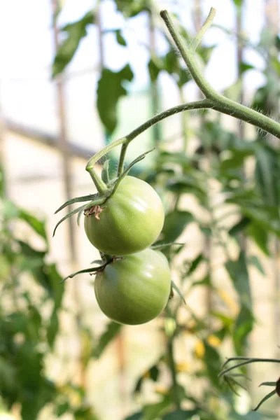 Primer Plano Los Tomates Verdes Planta — Foto de Stock