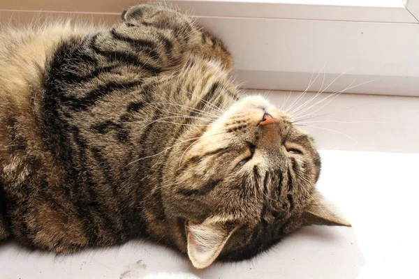 Tekir Kedi Kenarında Yalan Yakın Çekim — Stok fotoğraf